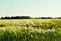 Landschap graanveld