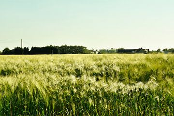 Landschap graanveld van Stef De Vos