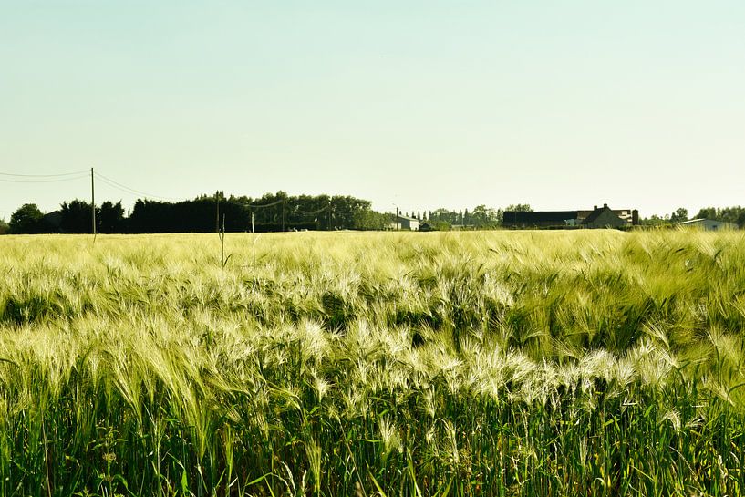 Landschap graanveld von Stef De Vos