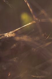 Gras by Robert Wiggers