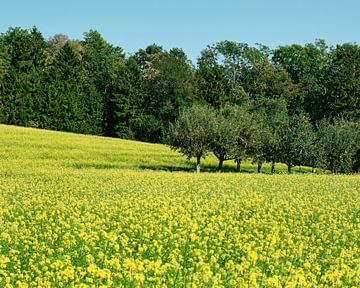 Rapeseed field, Black Forest, Germany