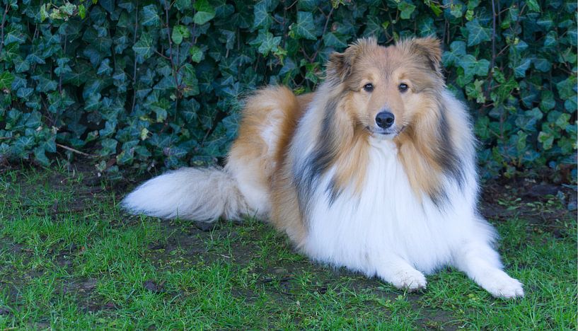 Sheltie liegend von Kimberly Van Muylder