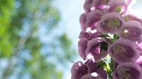 Roze bloemen in de Moringerwaard van Barry van Rijswijk thumbnail
