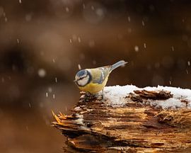 pimpelmees van Stuart De vries