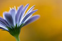 Spanish Marguerite