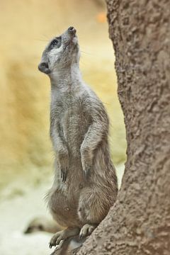 Waakzame stokstaartje , een dier op een rots op een zanderige achtergrond, stokstaartje Timon uit de