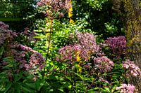 Flowering queenwort in summer garden