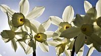 Narcissen die bloeien met een lente blauwe lucht op de achtergrond.