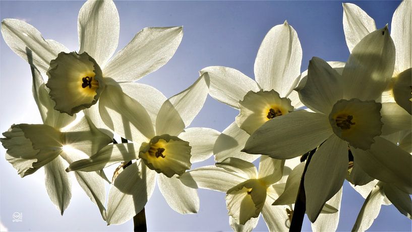 Daffodils blooming with a spring blue sky in the background. by Sailographic Paula