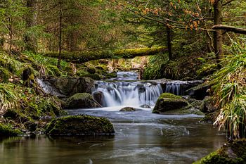 The Flow of the Forest