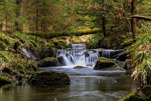 De Stroom van het Bos