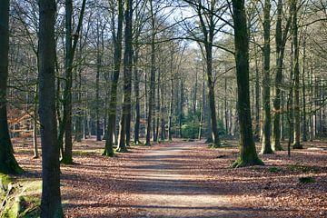 Je hoofd leegmaken? Dat doe je in het bos. van Wendy Duchain