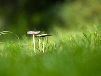 herfstpaddestoelen genieten van de zon 1