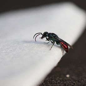 Goudwesp van Matthias Brix