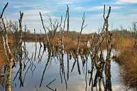 Bargerveen in mirror image