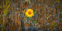 Schöne Sonnenblume, solo in einem Kornfeld von Jenco van Zalk Miniaturansicht