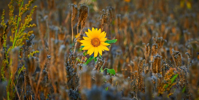 Schöne Sonnenblume, solo in einem Kornfeld von Jenco van Zalk