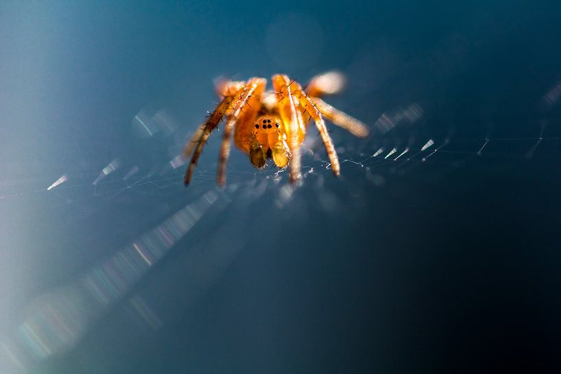 Welkom in mijn web, blijf je eten? van MdeJong Fotografie