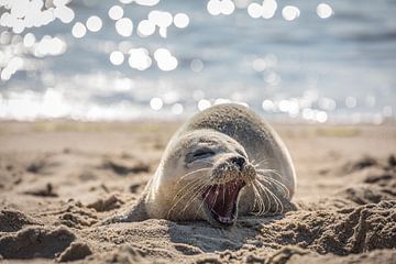 Baby zeehond op het oostelijke strand van List, Sylt van Christian Müringer