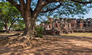 Arbre et ruines sur Antonio Correia