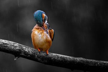 Martin-pêcheur sur une branche sous la pluie sur Gianni Argese