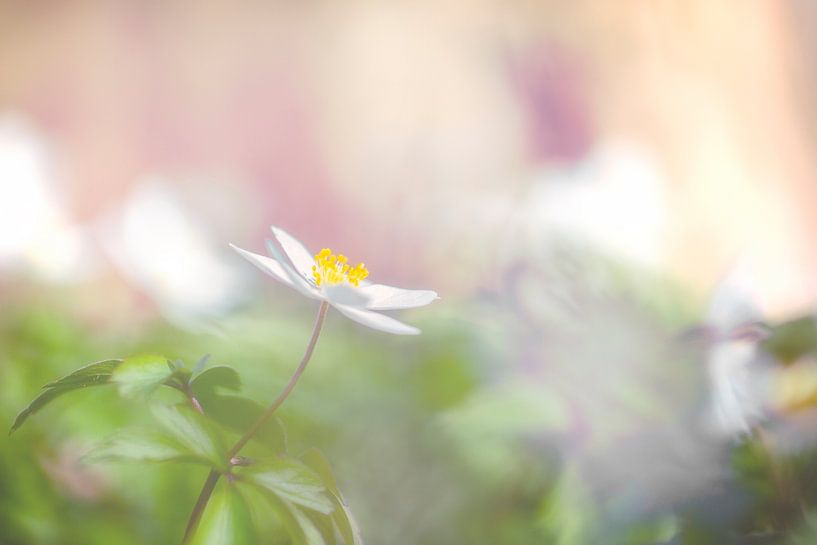 Wood anemone by Carola Schellekens