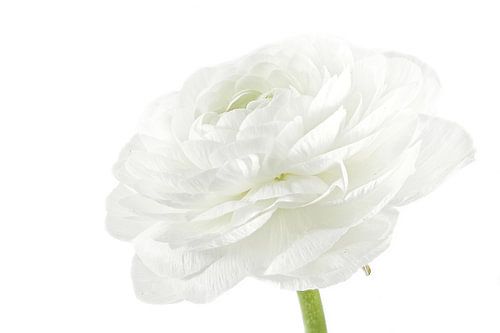 Ranunculus