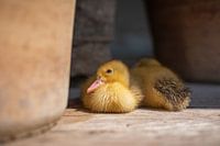 Ducks