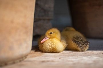 Enten von Martijn Diepenbach