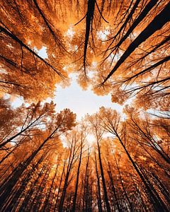 Herbst in New Hampshire