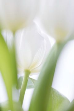 Tulp by Ingrid Van Damme fotografie