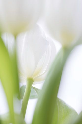 Tulp von Ingrid Van Damme fotografie