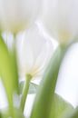 Tulp van Ingrid Van Damme fotografie thumbnail