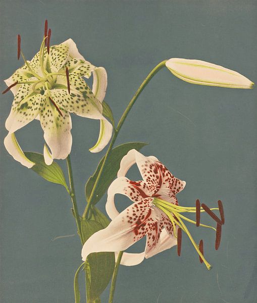 Lilies, Ogawa Kazumasa by Masterful Masters