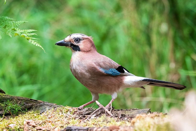 Gaai van Merijn Loch