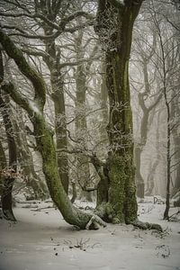 Wald