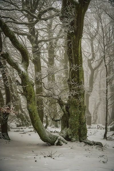 Wald von Andre Michaelis