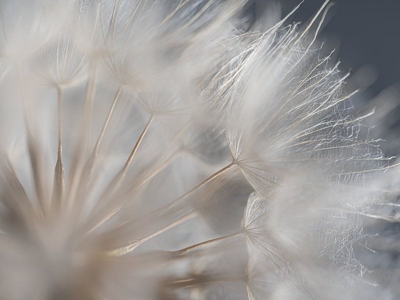 The white fluff on a fluff ball by Marjolijn van den Berg