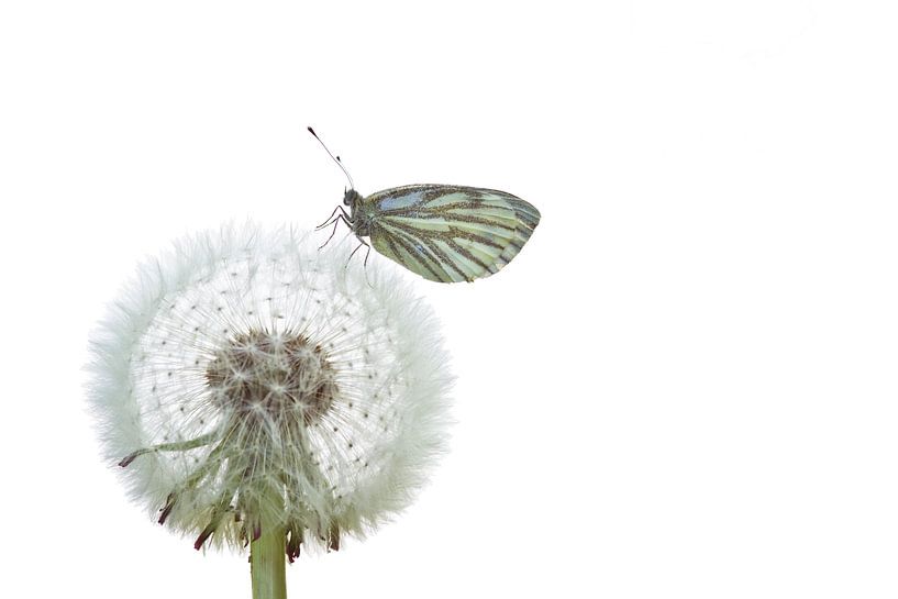 Fragile by Helena Zanting