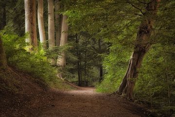 Forest path Hemelse Berg estate by Moetwil en van Dijk - Fotografie
