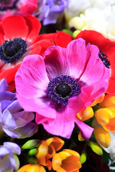 Anemone von Thomas Jäger