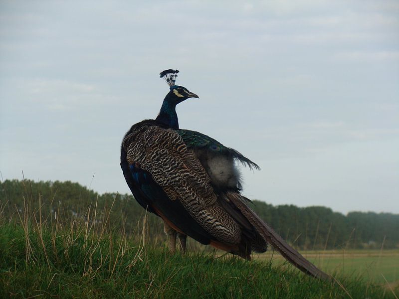 Pauw in het wild by David Van der Cruyssen