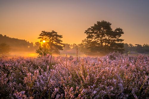 Sonnenaufgang an der Brunssummerheide / Heidekrautlandschaft