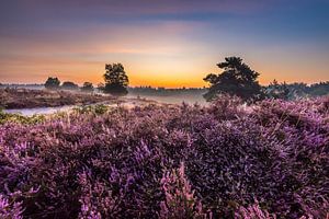 Zonsopkomst op de Heide