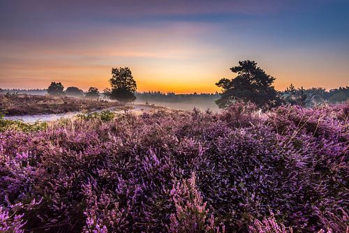 Zonsopkomst op de Heide