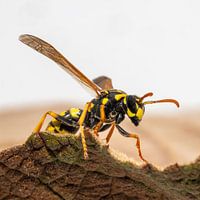 Field Wasp