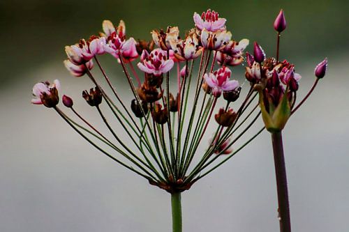 Flowering water/bank plant