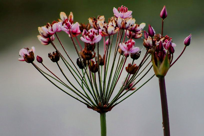 Plante d'eau/de rive à fleurs par Arie van Vugt