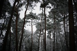 Wald im Winter