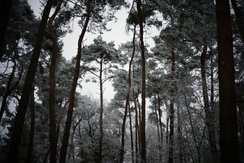 La forêt en hiver